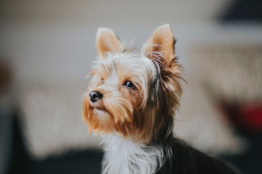 CBD Oil For Dogs: How Your Canine Friends Can Benefit From Hemp