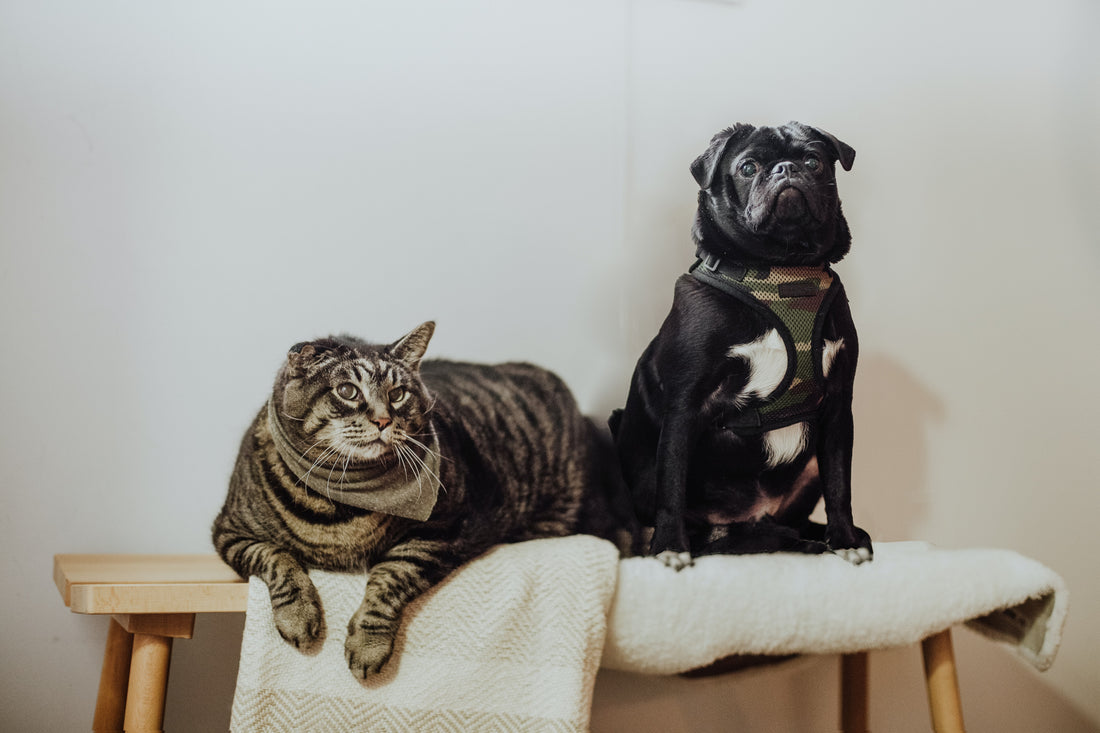 Pet Care 101: Is CBD Oil Good For Your Pets?